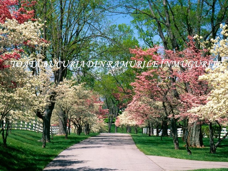 TOATĂ BUCURIA DIN RAMURILE ÎNMUGURITE,